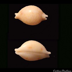 Cypraeidae