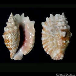 Strombidae