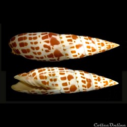 Mitridae