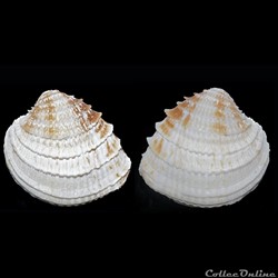 Bivalvia