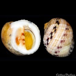 Neritidae