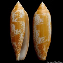 Conidae
