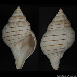 Fasciolariidae