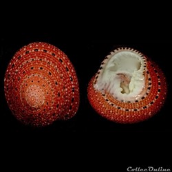 Trochidae
