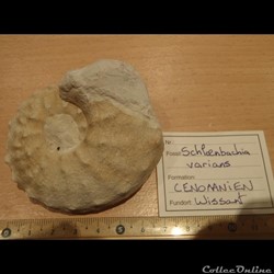 Cénomanien