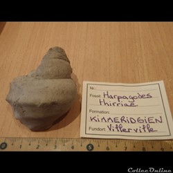 Kimmeridgien