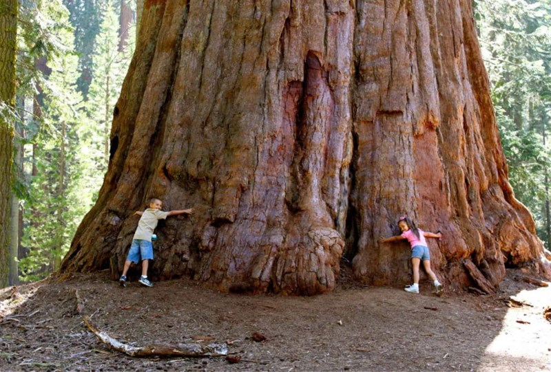 Sequoia