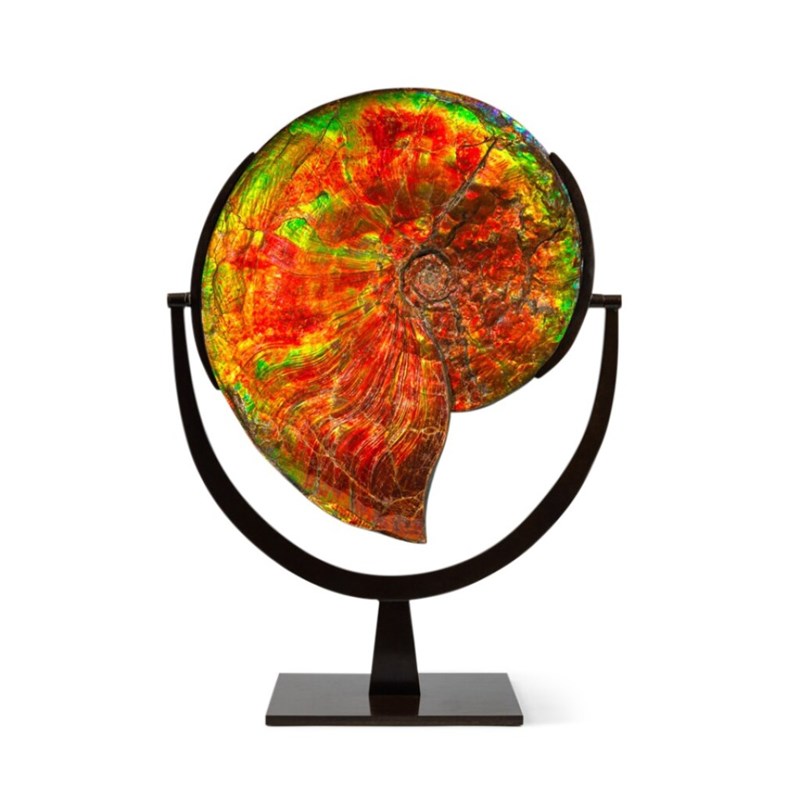 Ammonite 