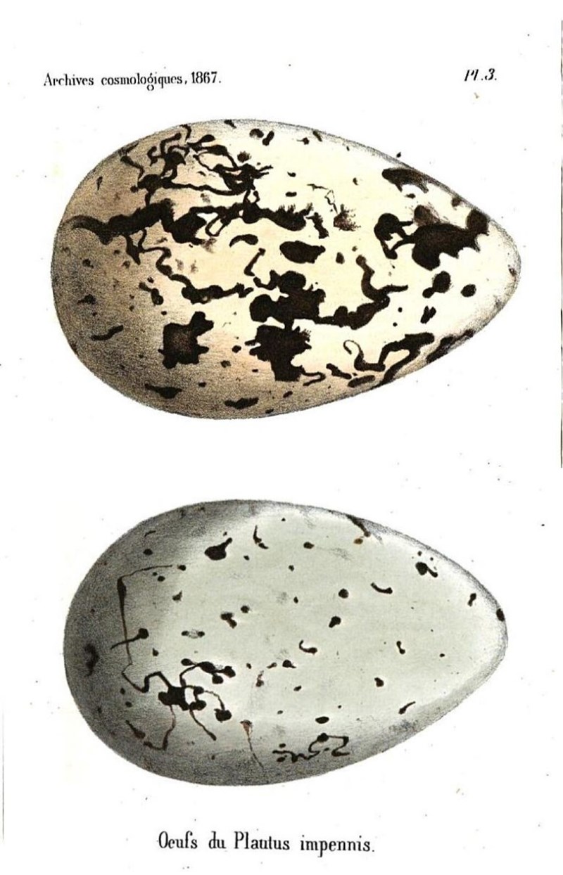 oeuf 