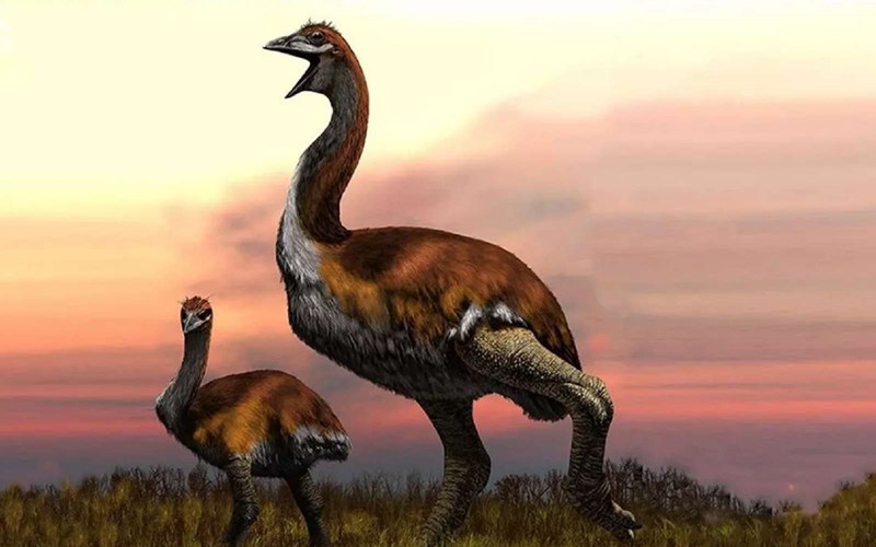 Oiseau-éléphant