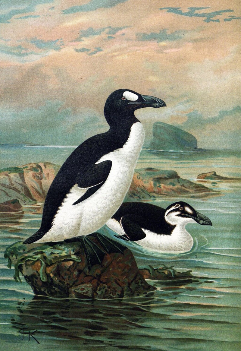 Grand pingouin