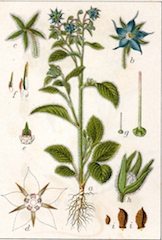 Borrago Officinalis